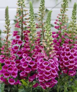 SNAPTINI - Hoa Mõm Sói